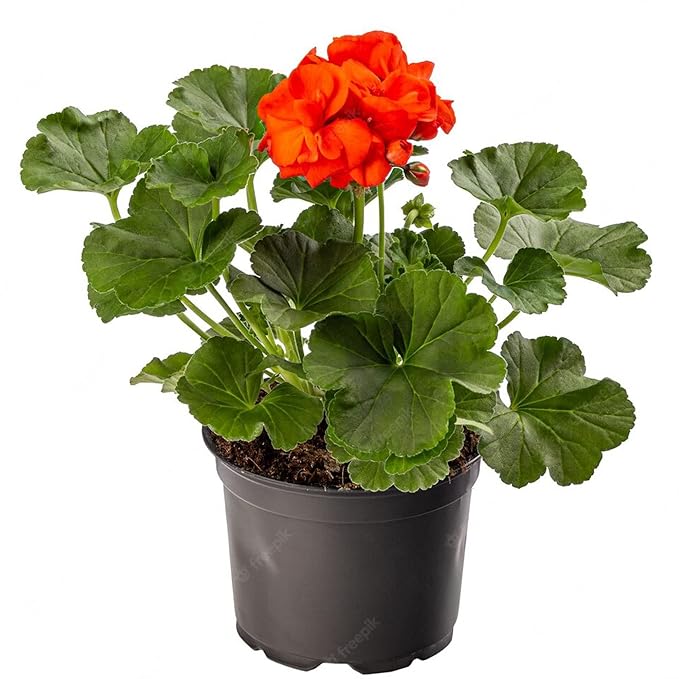 Organic Heirloom Non-GMO Orange Geranium Seeds for Planting – Colorful Garden Blooms