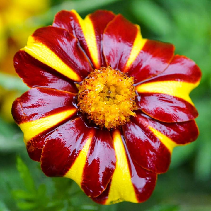 Heirloom Non-GMO Marigold Jester Flower Seeds for Planting – Striking Bicolor Garden Blooms