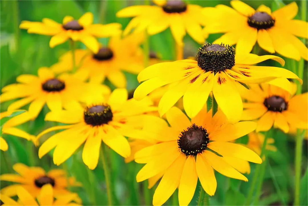 Gule Rudbeckia Triloba Blomsterfrø til udplantning 100 stk