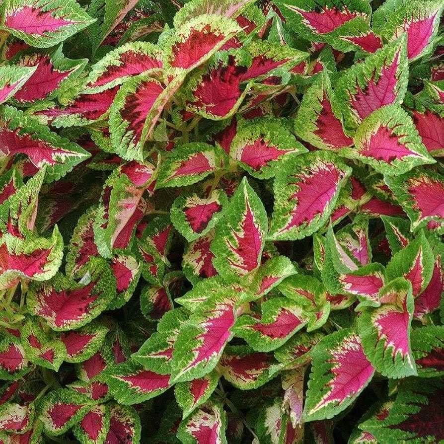 green pink flower seeds