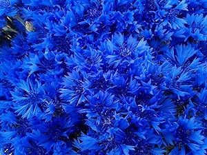 blue blue flower seeds
