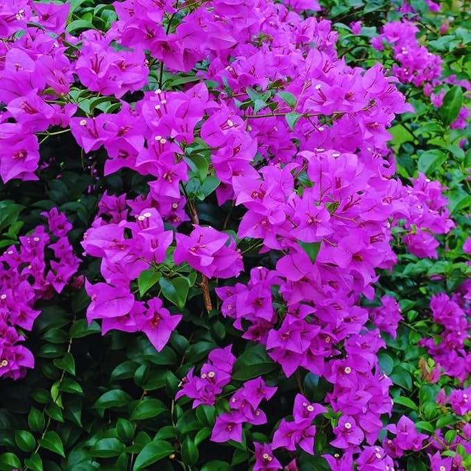 Violet Bougainvillea flower seeds for planting – Heirloom and Non-GMO Garden seeds