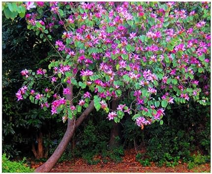 Flower Seeds, Seeds for Planting, Plant Seeds