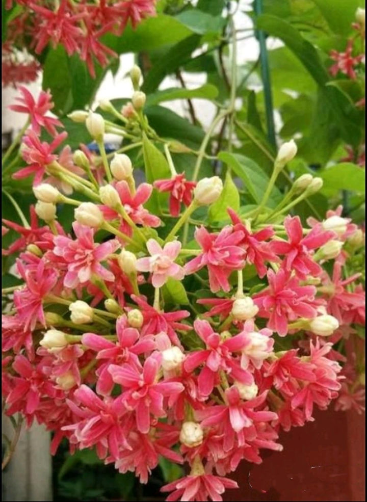 Quispualis Indica Blomsterfrø til udplantning - 100 stk