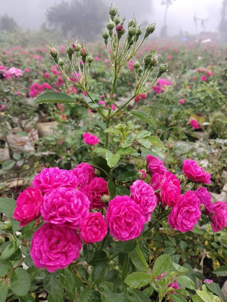 rose bonsai flower seeds