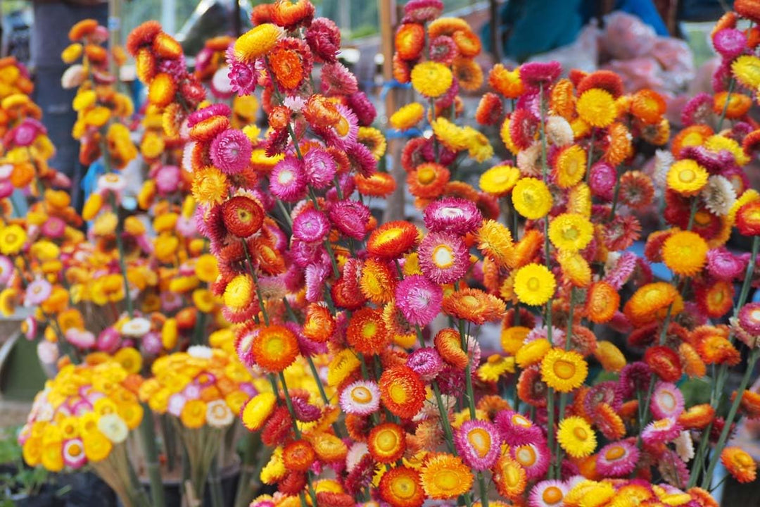 straw flower flower seeds