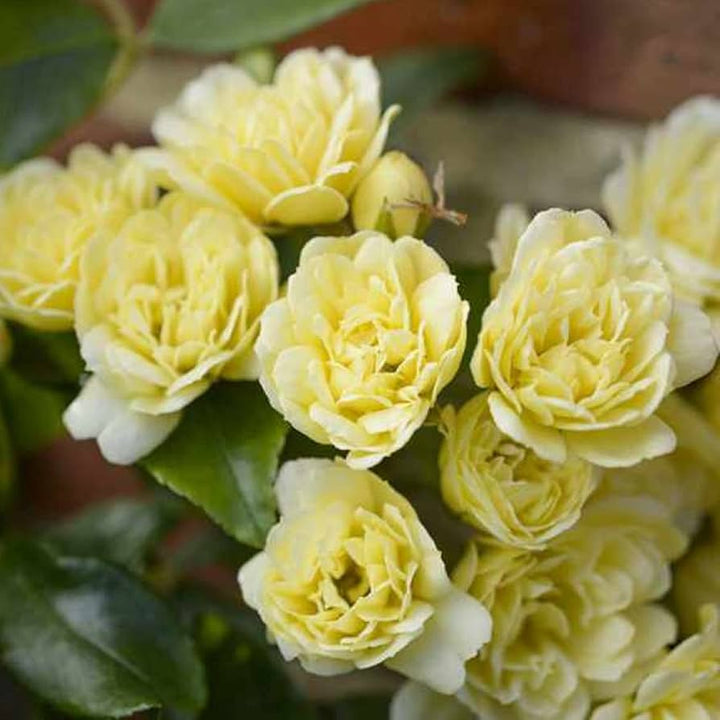 Yellow Climbing Rose Flower Seeds for Planting - 100 pcs