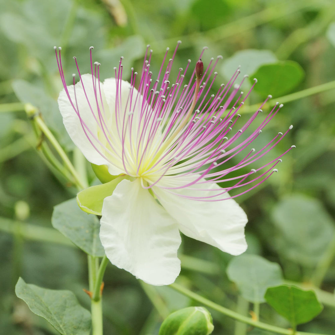 Alcaparras blomsterfrø til plantning, arvestykke, ikke-GMO, 100 stk.