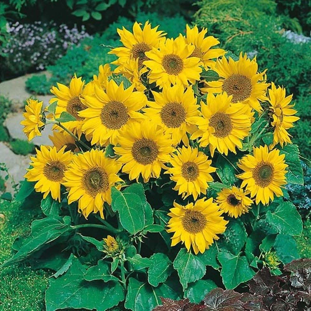 sunflower helianthus flower seeds