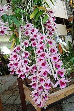 pink red flower seeds