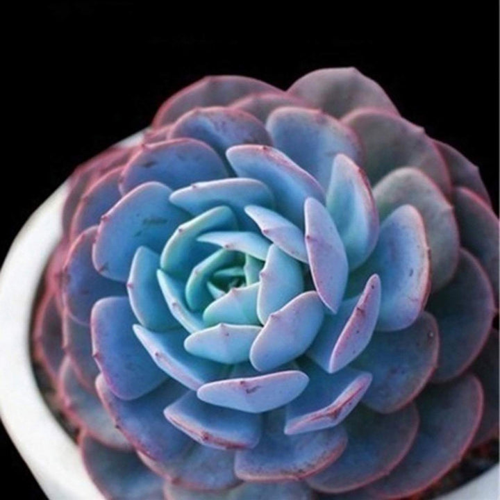 Blue Succulent Flower Seeds for Planting – Heirloom, Non-GMO, High Germination Organic Garden Seeds