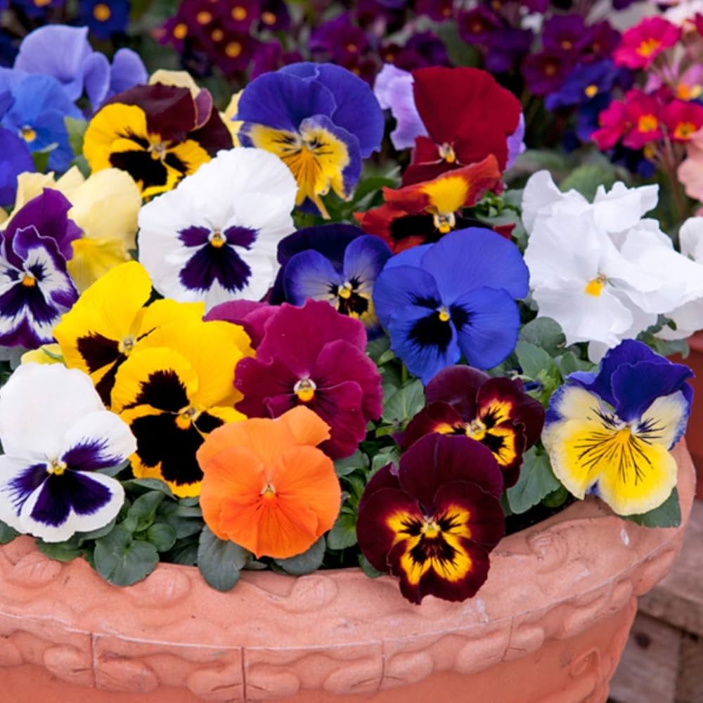 Fresh Pansy Flower Seeds for Planting, Mixed Colour 100 pcs