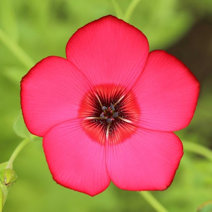 red flax flower seeds