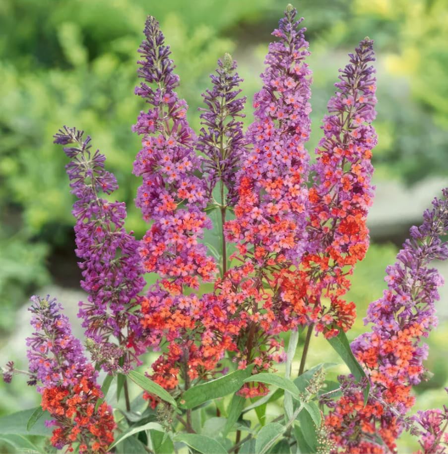 Mørkelyserød Buddleia Butterfly Bush Plantefrø til udplantning - 100 stk