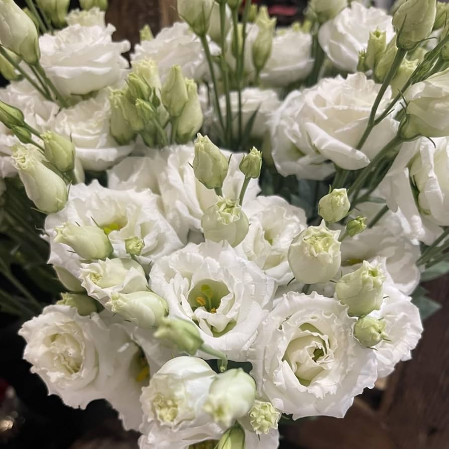 lisianthus eustoma flower seeds