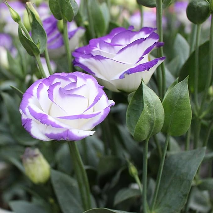 Fresh Eustoma Flower Seeds for Planting, White Purple 100 pcs