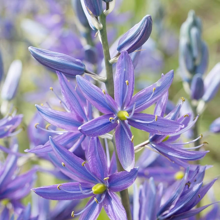 Blå Camas, Camassia Blomsterfrø til udplantning, Friske, 100 stk