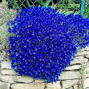 blue dark flower seeds
