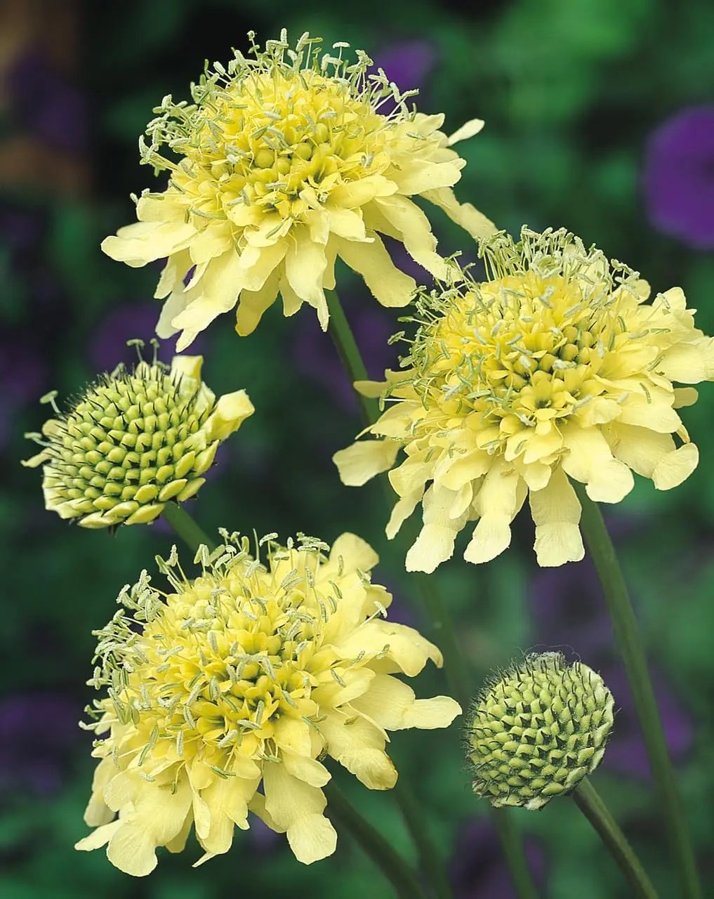 cephalaria gigantea flower seeds