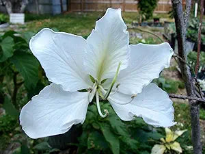 white dwarf flower seeds
