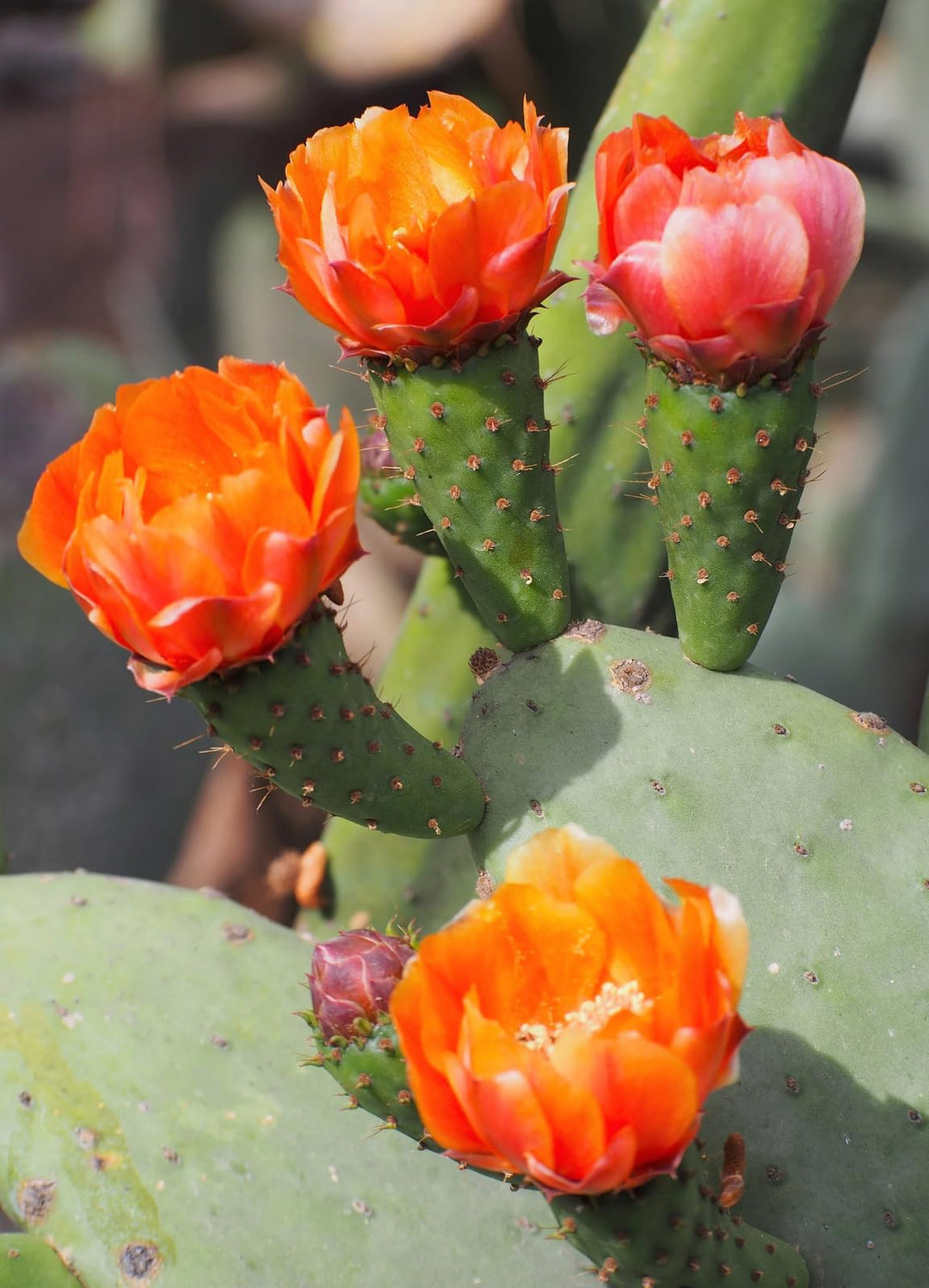 Orange Opuntia Flower Seeds for Planting - Heilroom Seeds for Home Garden, GMO Free Seeds