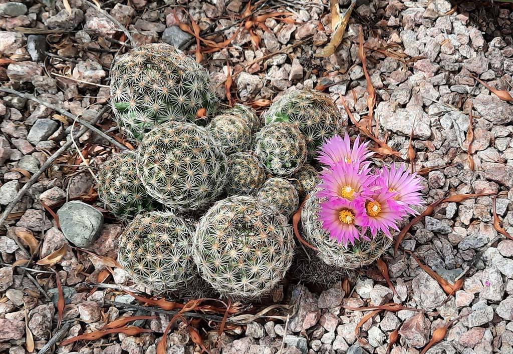 heirloom escobaria flower seeds