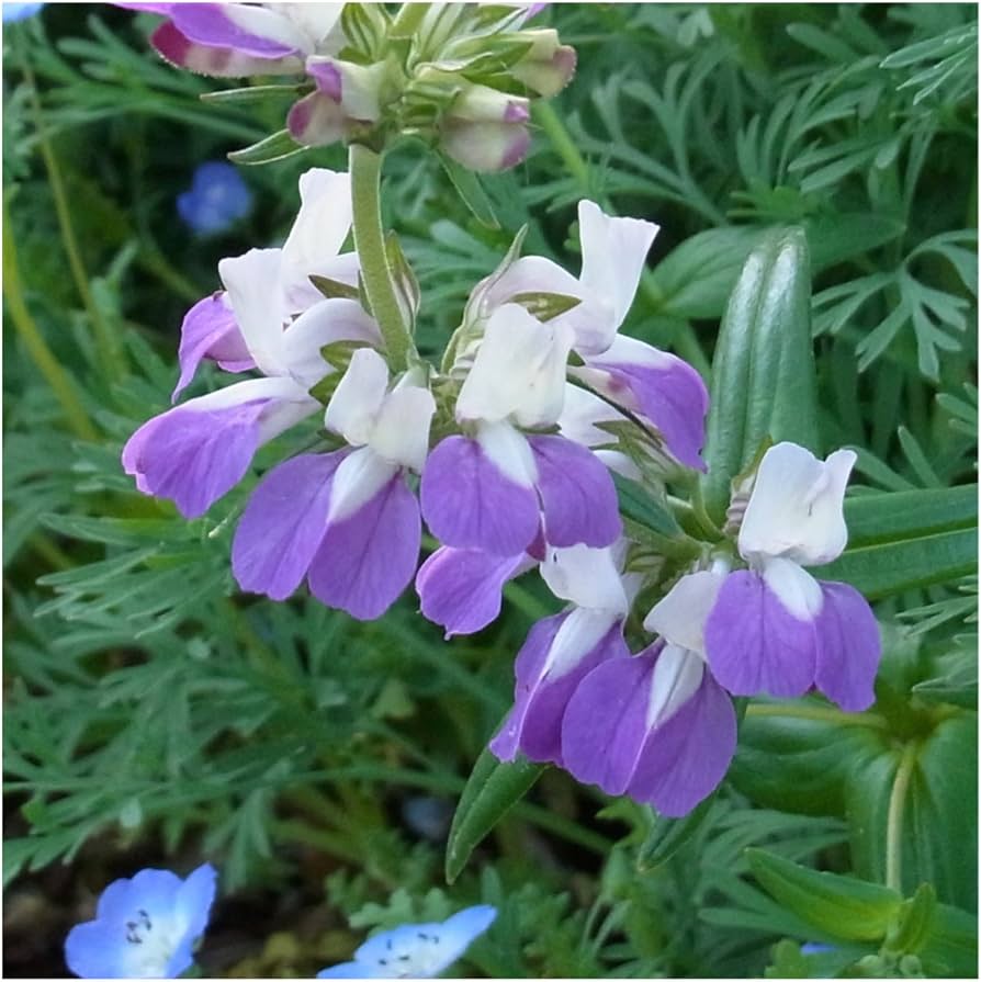 purple chinese flower seeds