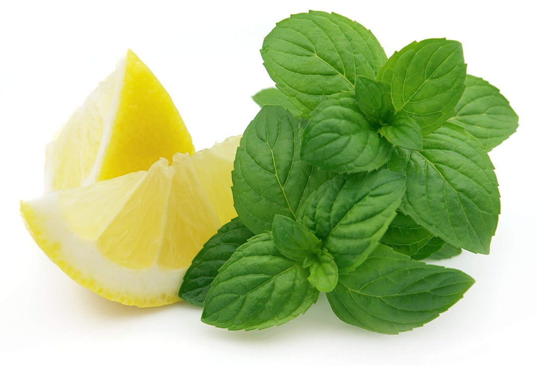 Green Lemon Mint Plant Seeds - Citrus Mint Seeds-Heirloom & Non-GMO Seeds for planting