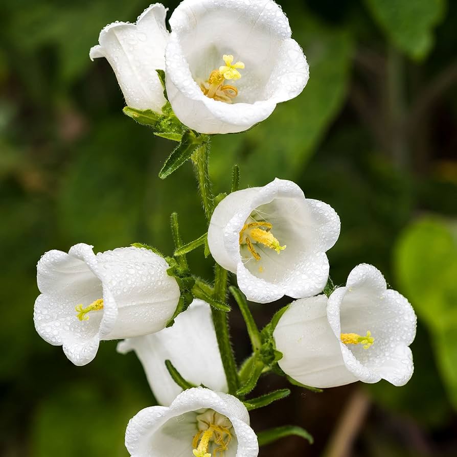 campanula campanula flower seeds