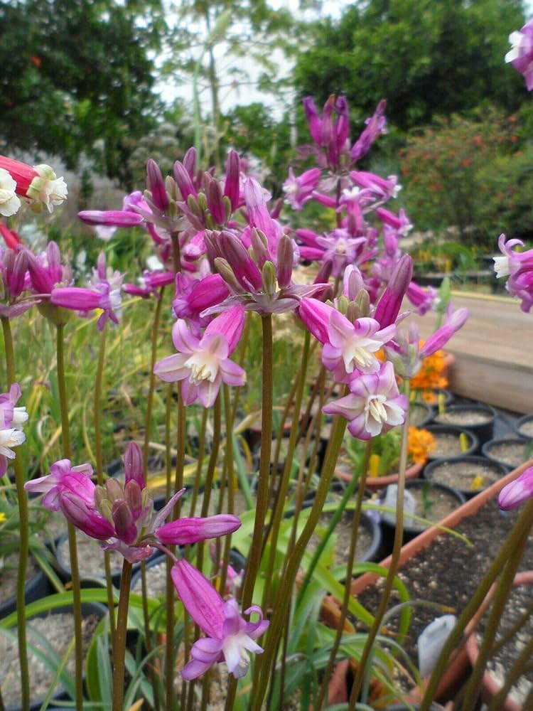 pink dichelostemma flower seeds