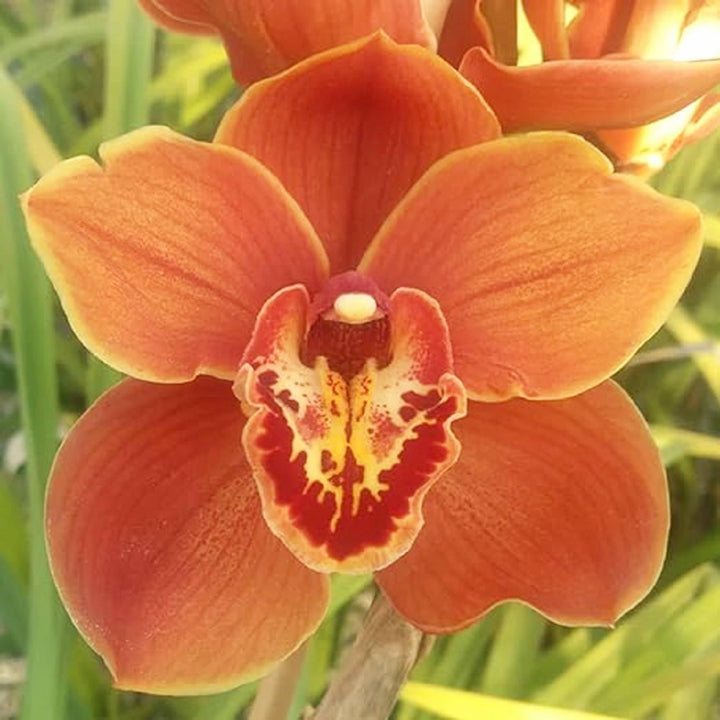 Orange Paphiopedilum plantefrø til plantning - 100 stk