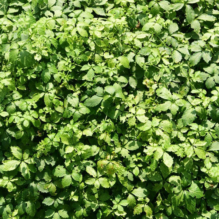 jiaogulan seeds or starter plant Jiaogulan Herb Seeds – Heirloom Non-GMO – Neeraseeds