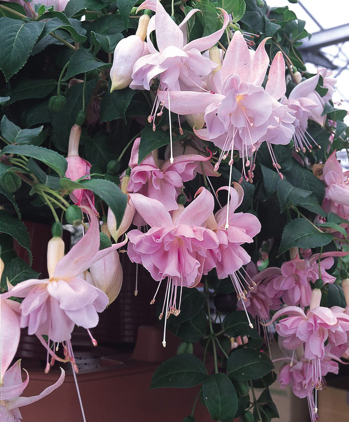 Fuchsia blomsterfrø til plantning Lysviolet 100 stk