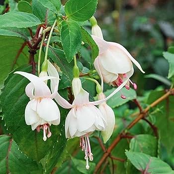 Cream Red Double Petals Fuchsia Seeds for Planting - 100 pcs