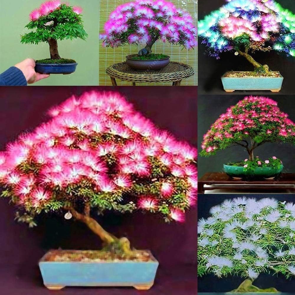 Flower Seeds, Seeds for Planting, Plant Seeds