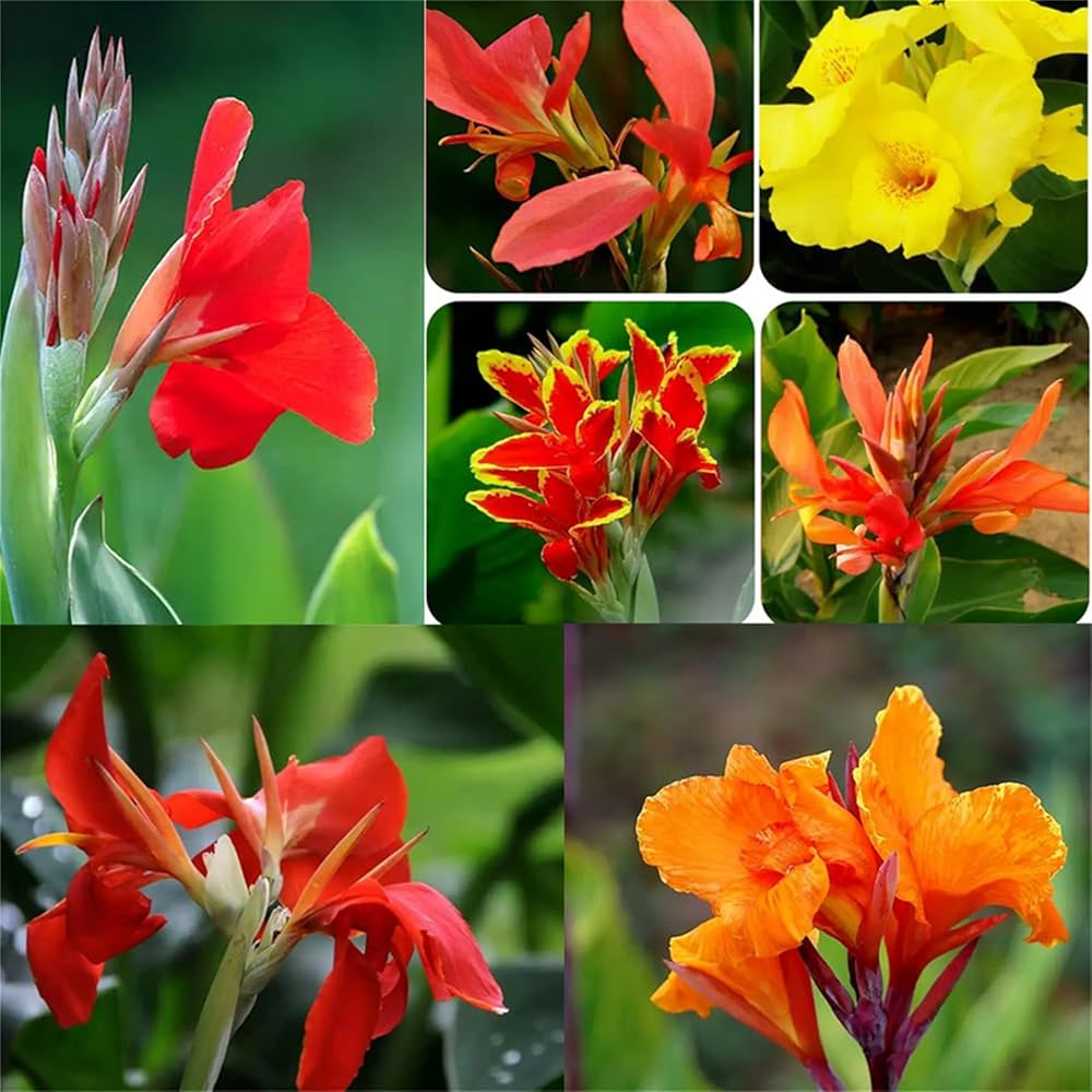 heirloom non flower seeds