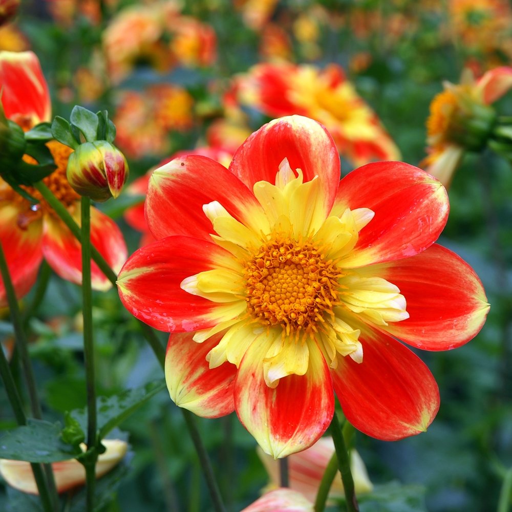 dahlia collarette flower seeds