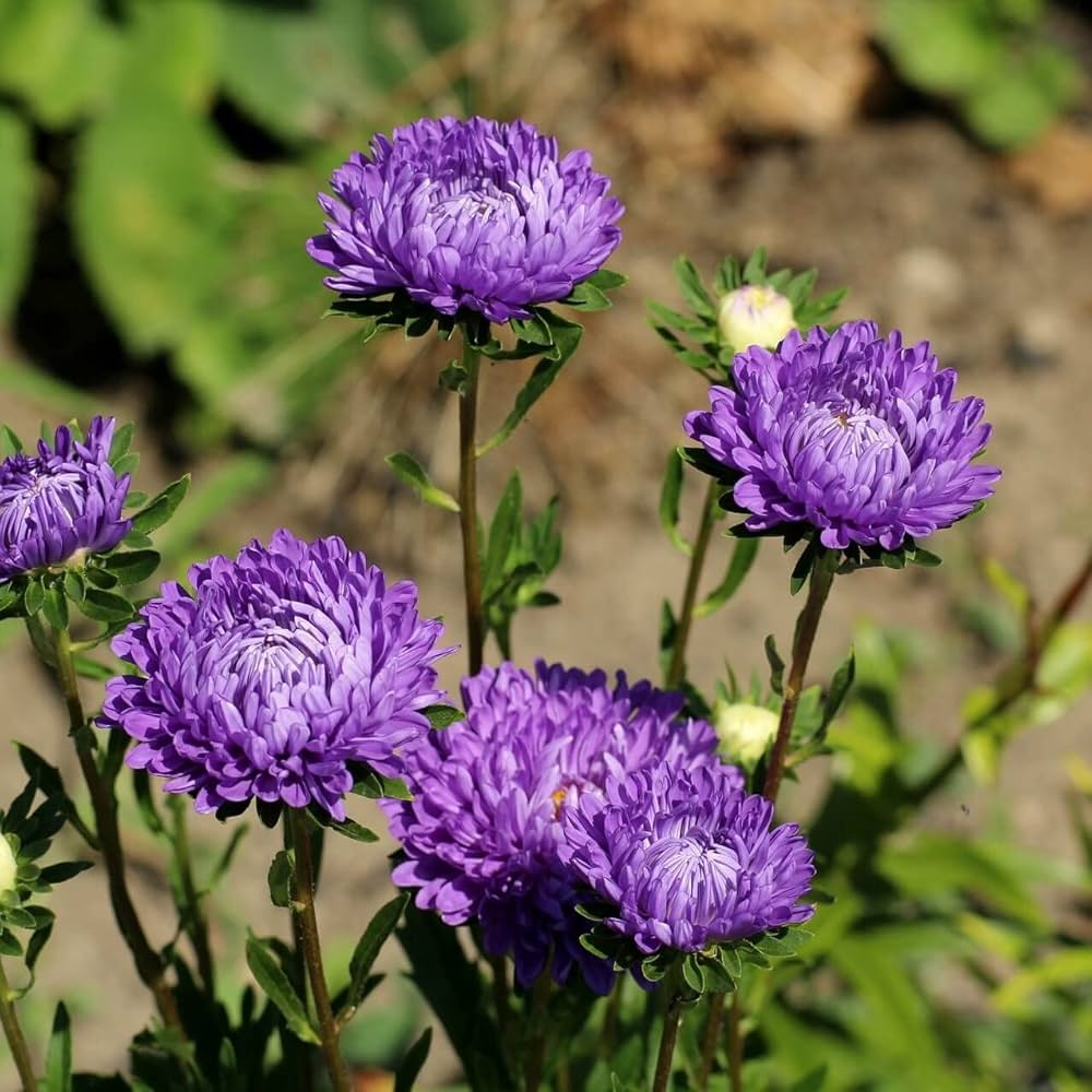 aster flower flower seeds