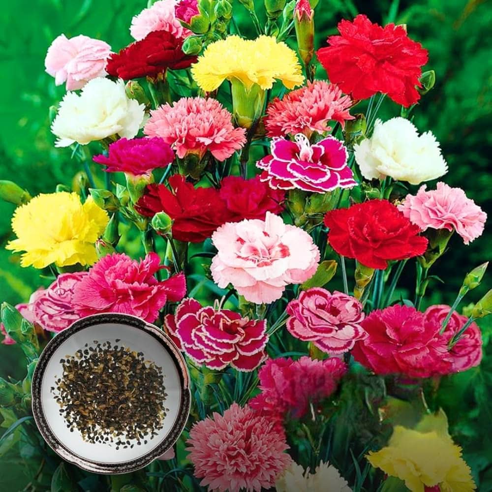 carnation dianthus flower seeds