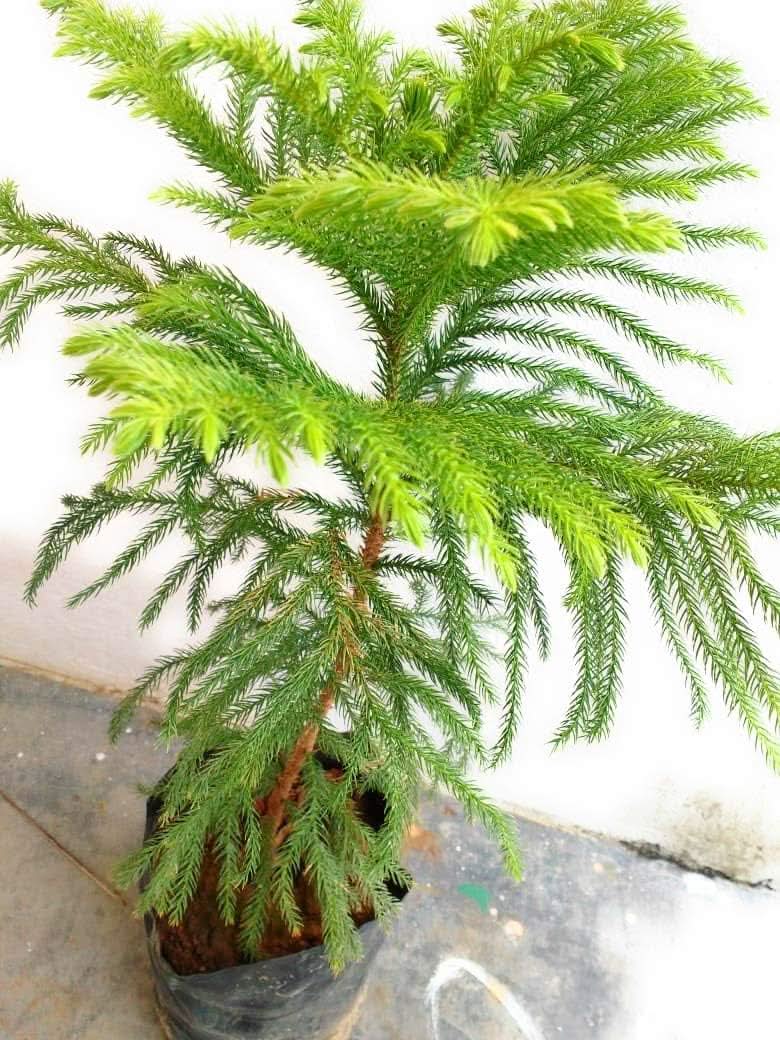 heirloom non flower seeds