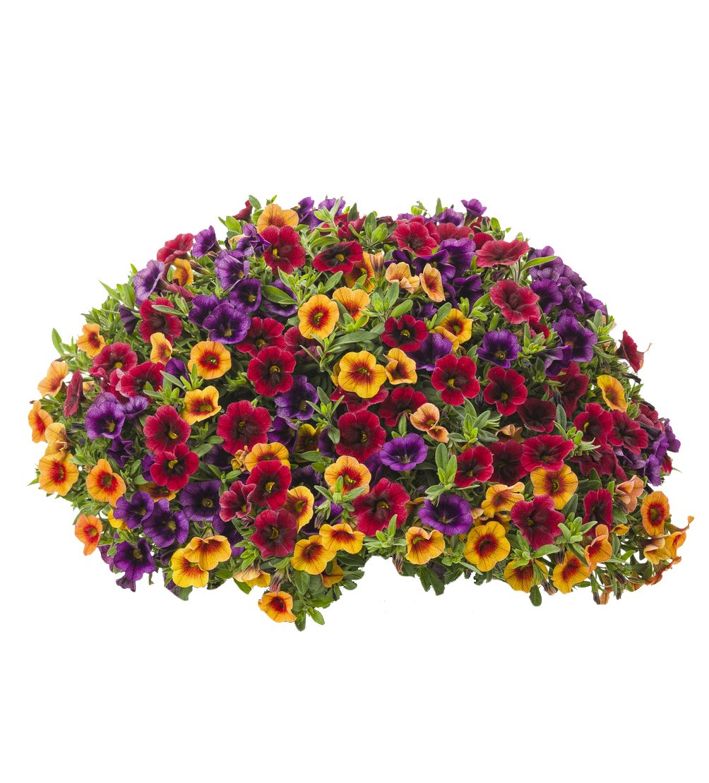 Blandede Superbells Petunia Blomsterfrø til udplantning – 100 stk