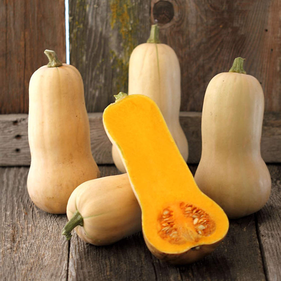 buttercup squash flower seeds