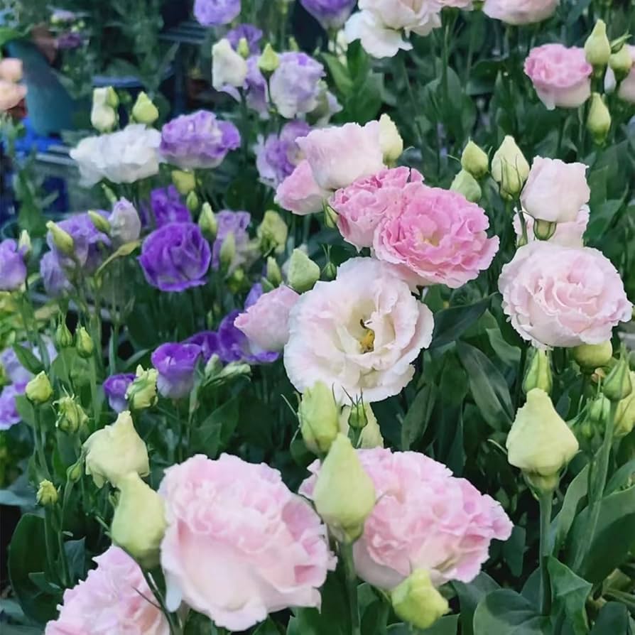 lisianthus eustoma flower seeds