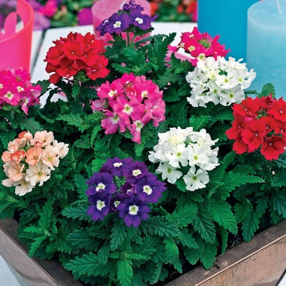 verbena verbena flower seeds
