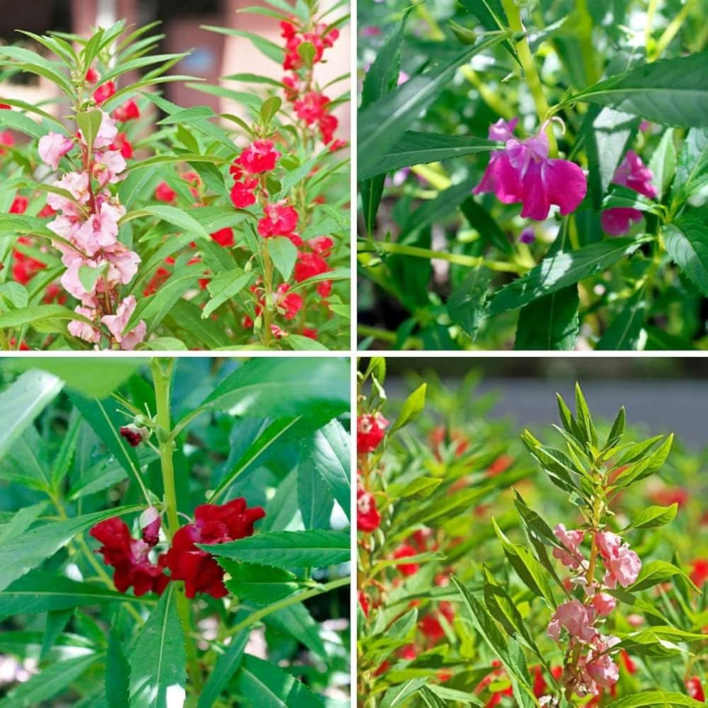 red balsam flower seeds