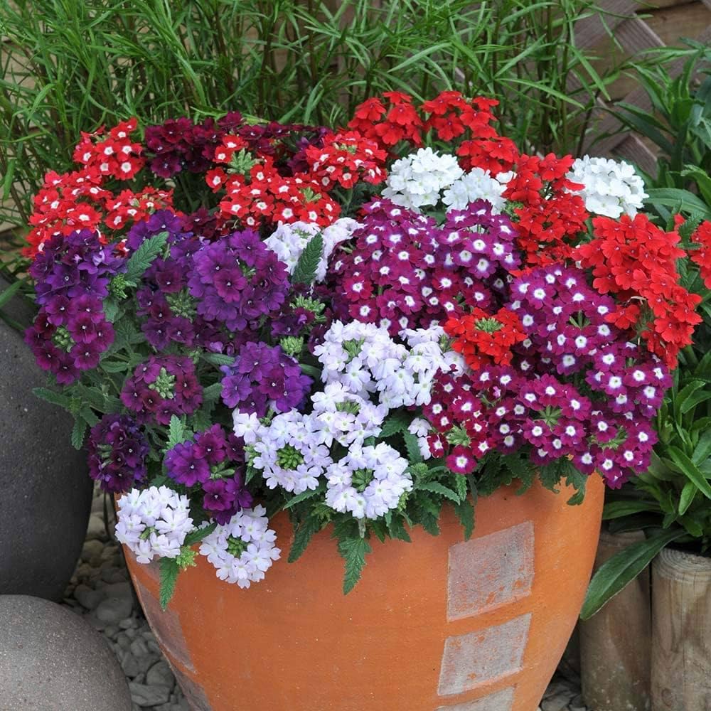 verbena mixed flower seeds