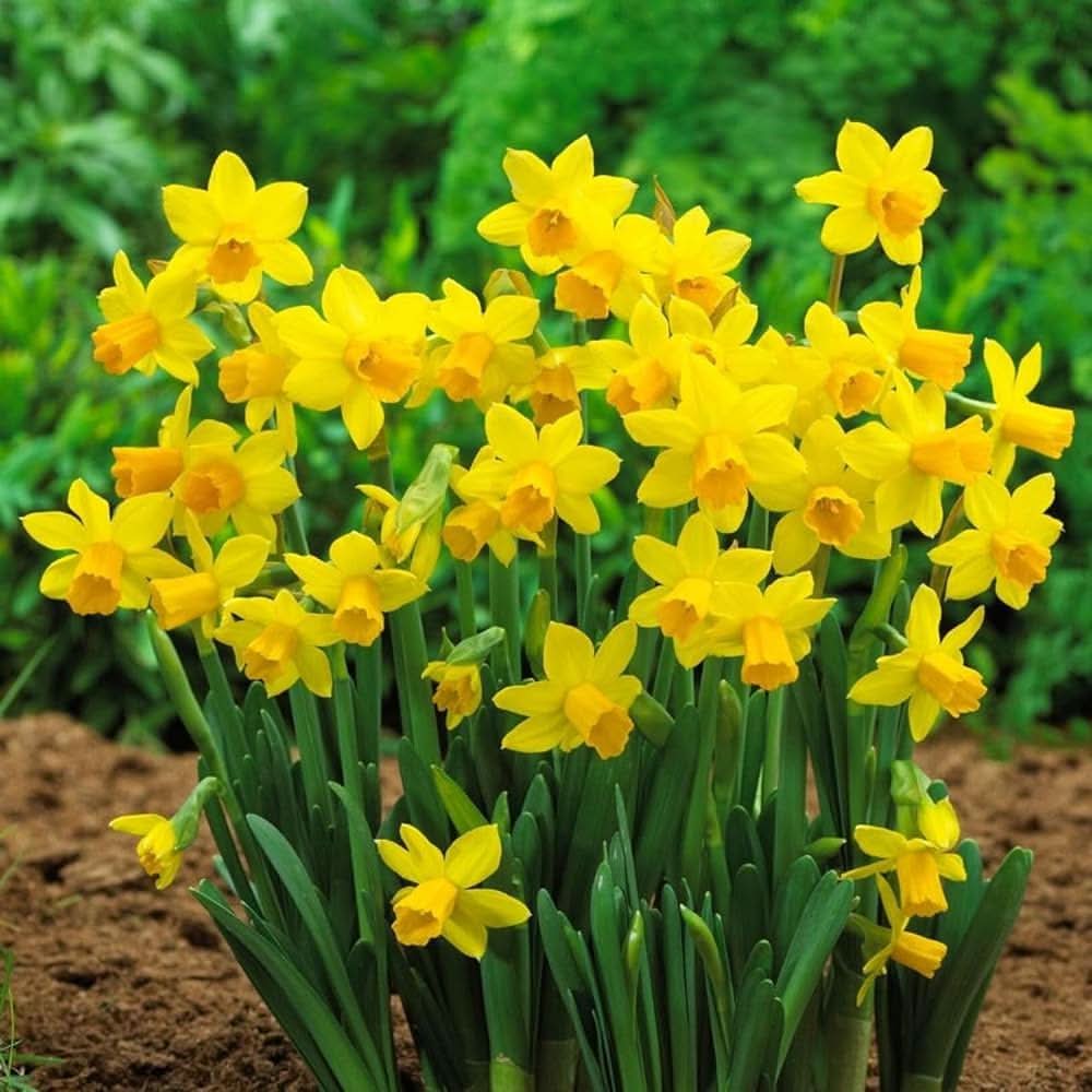 univalve daffodil flower seeds