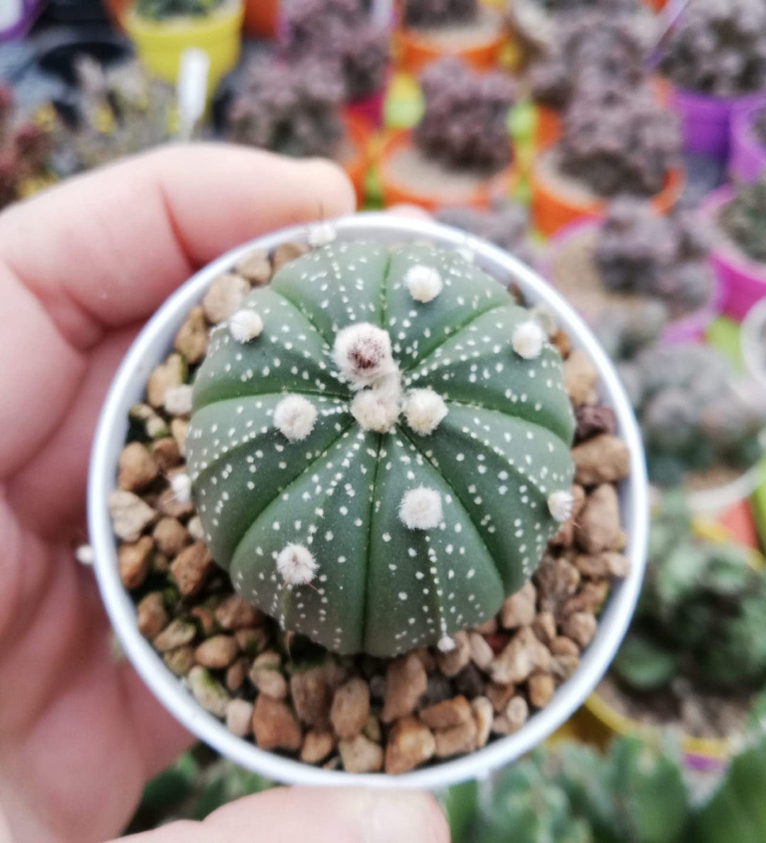 Astrophytum plantefrø til udplantning, 100 stk