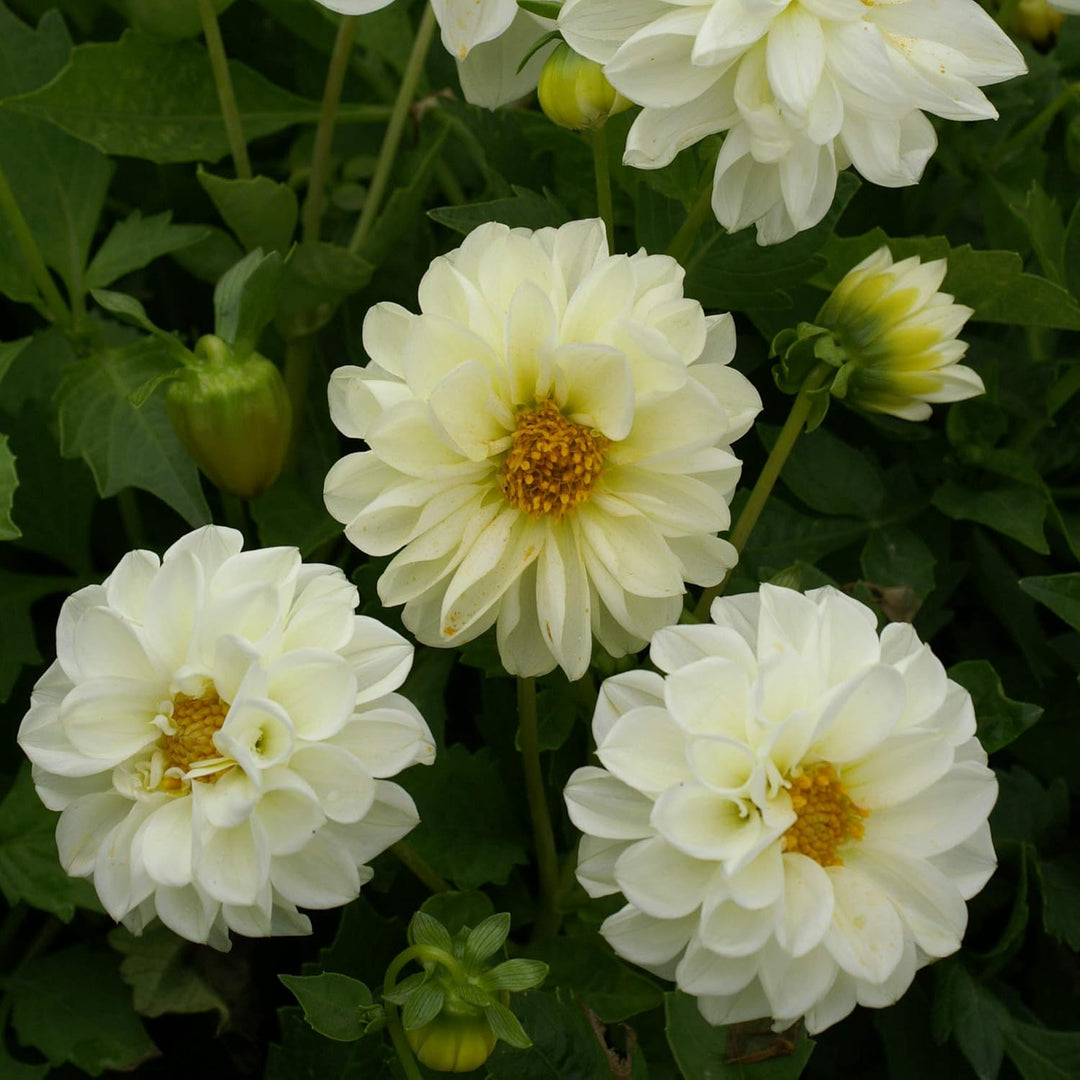 Flower Seeds, Seeds for Planting, Plant Seeds