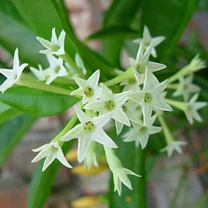 raat ki rani flower seeds Organic Heirloom Non-GMO Raat Ki Rani Seeds for Planting – Night Blooming Jasmine